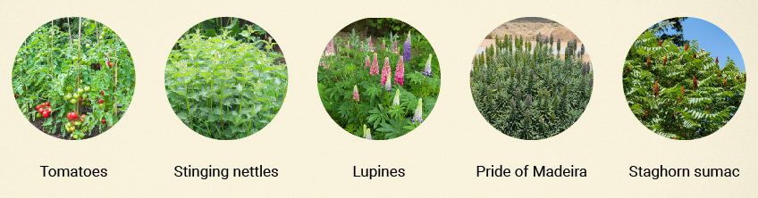 Companion plants for Cannabis Companion plants for Cannabis