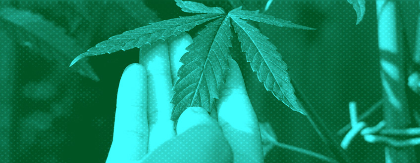 Cannabis Home Gardening Cannabis Home Gardening