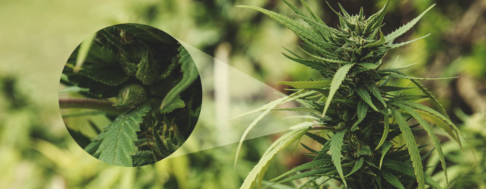 Cómo saber si una planta hembra ha sido polinizada Cómo saber si una planta hembra ha sido polinizada