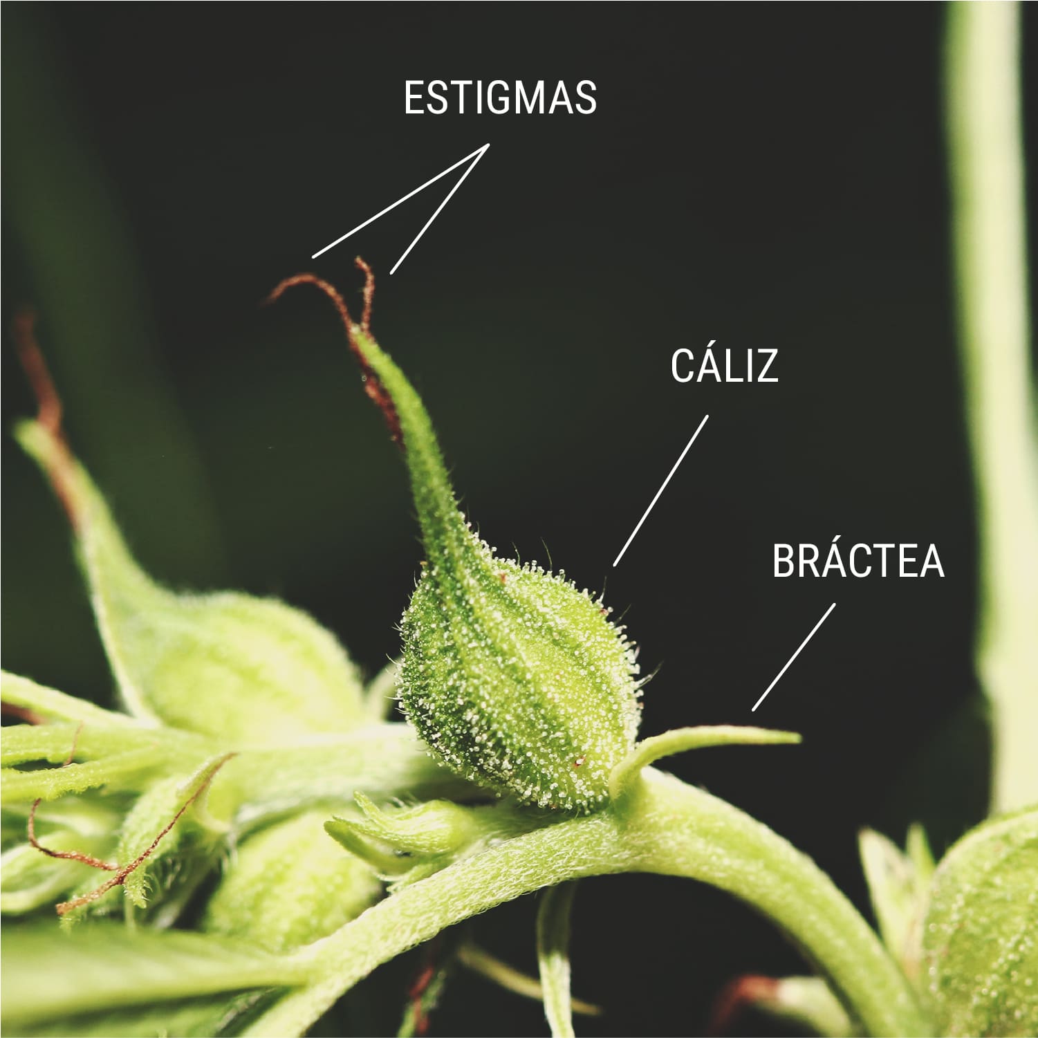 Cómo evitar la polinización de tus plantas hembra Cómo evitar la polinización de tus plantas hembra
