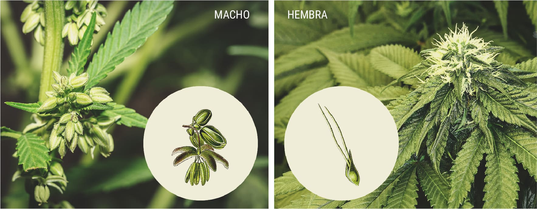 Cómo identificar las plantas de marihuana macho Cómo identificar las plantas de marihuana macho