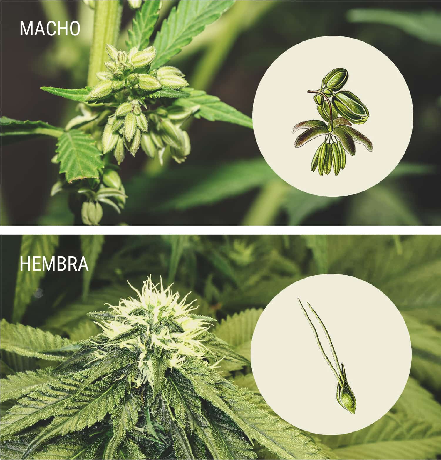 Cómo identificar las plantas de marihuana macho Cómo identificar las plantas de marihuana macho