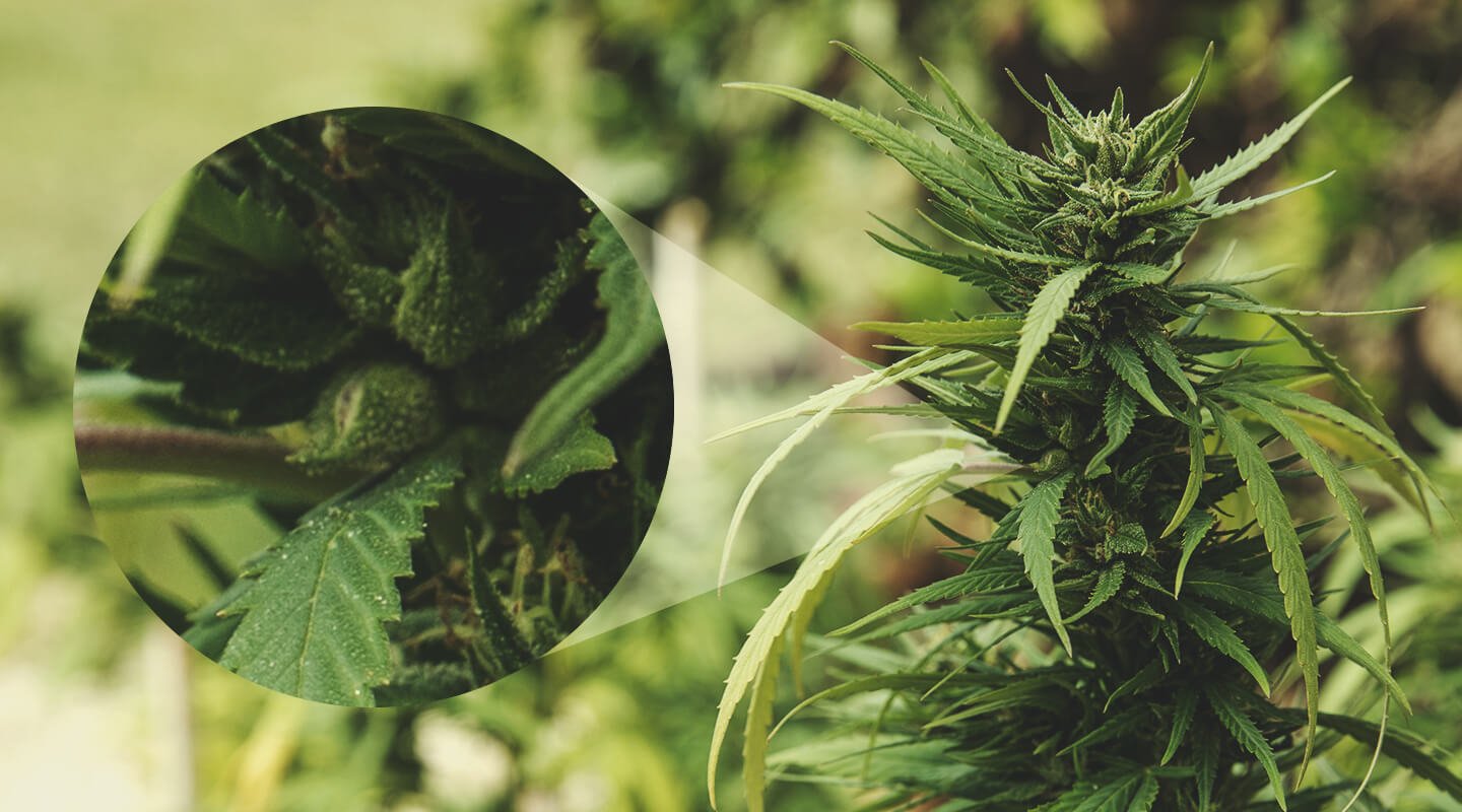 Cómo saber si una planta hembra ha sido polinizada Cómo saber si una planta hembra ha sido polinizada