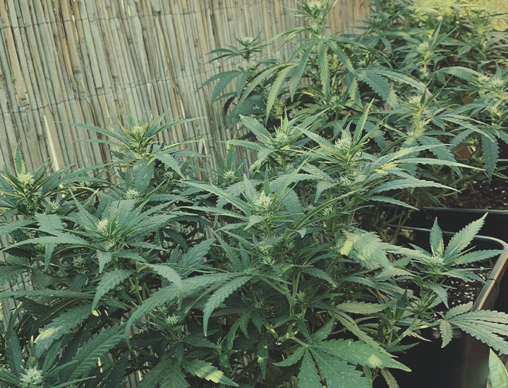 Power Flower Power Flower