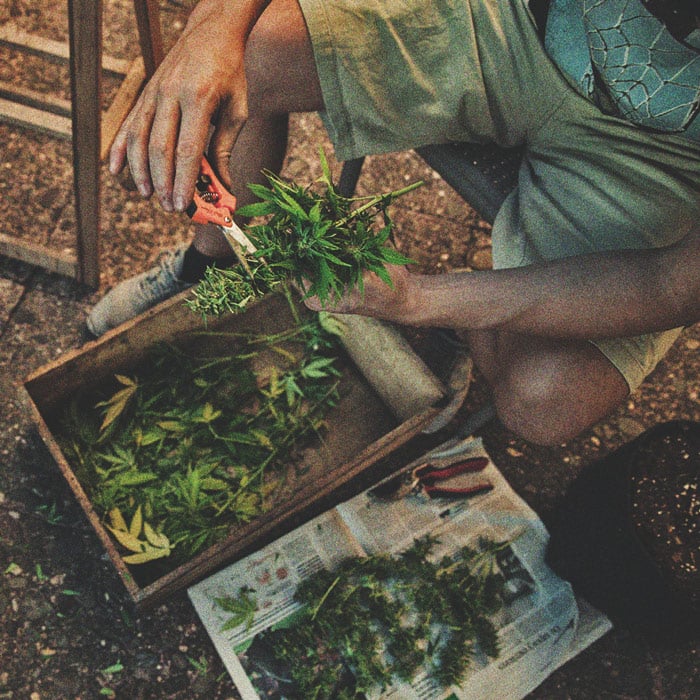 ¿Cuándo cortar tu marihuana?