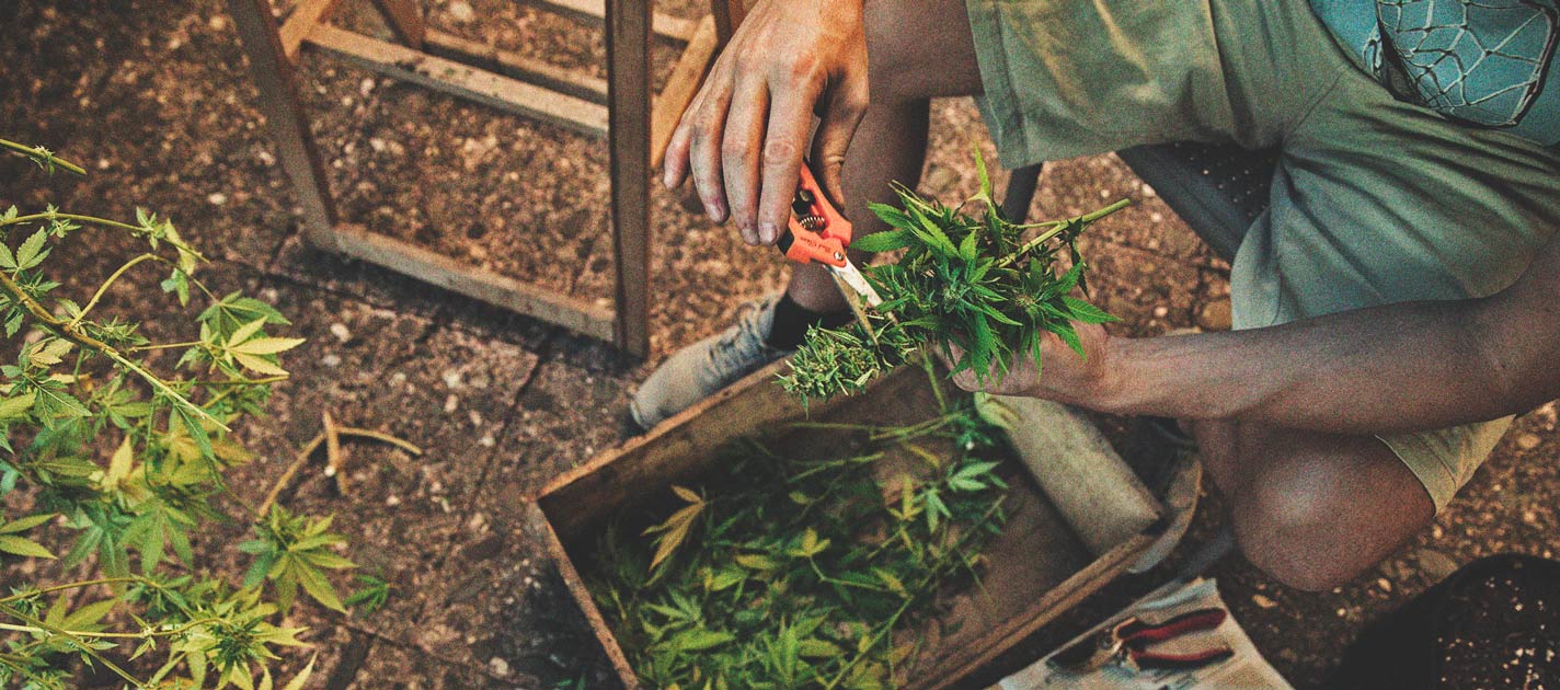 ¿Cuándo cortar tu marihuana?