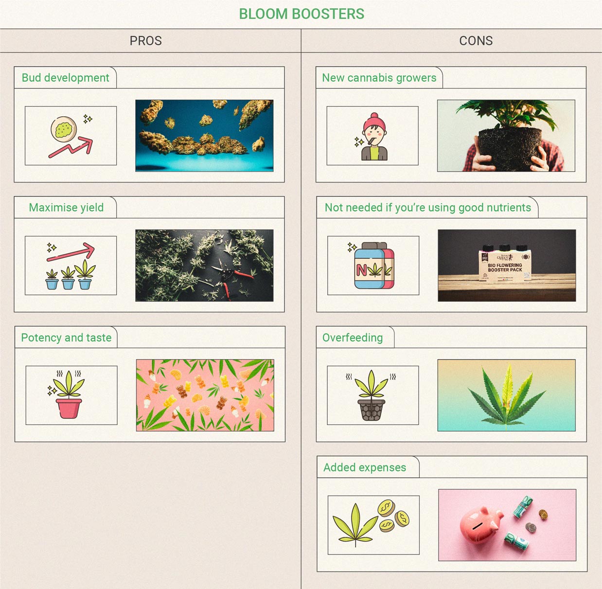 Les últimes setmanes de floració Les últimes setmanes de floració