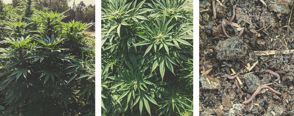 Advantages of Growing Cannabis Outdoors Advantages of Growing Cannabis Outdoors