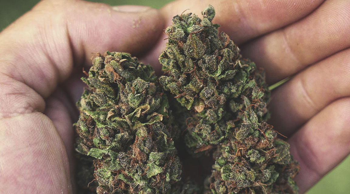 Purple Punch Automatic Purple Punch Automatic