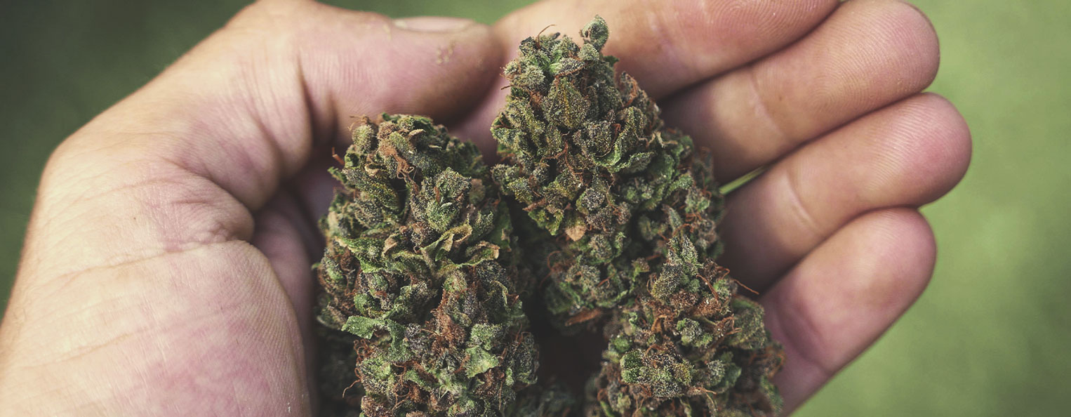 Purple Punch Automatic Purple Punch Automatic