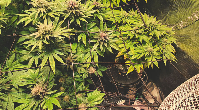 Hydroponic vs Soil Cannabis Cultivation - RQS Blog