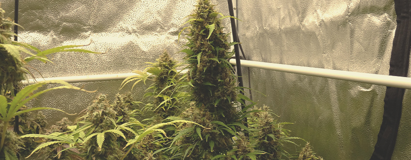 Purple Queen Auto Purple Queen Auto