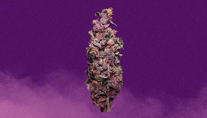 Purple Kush Cannabis Strain Purple Kush Cannabis Strain