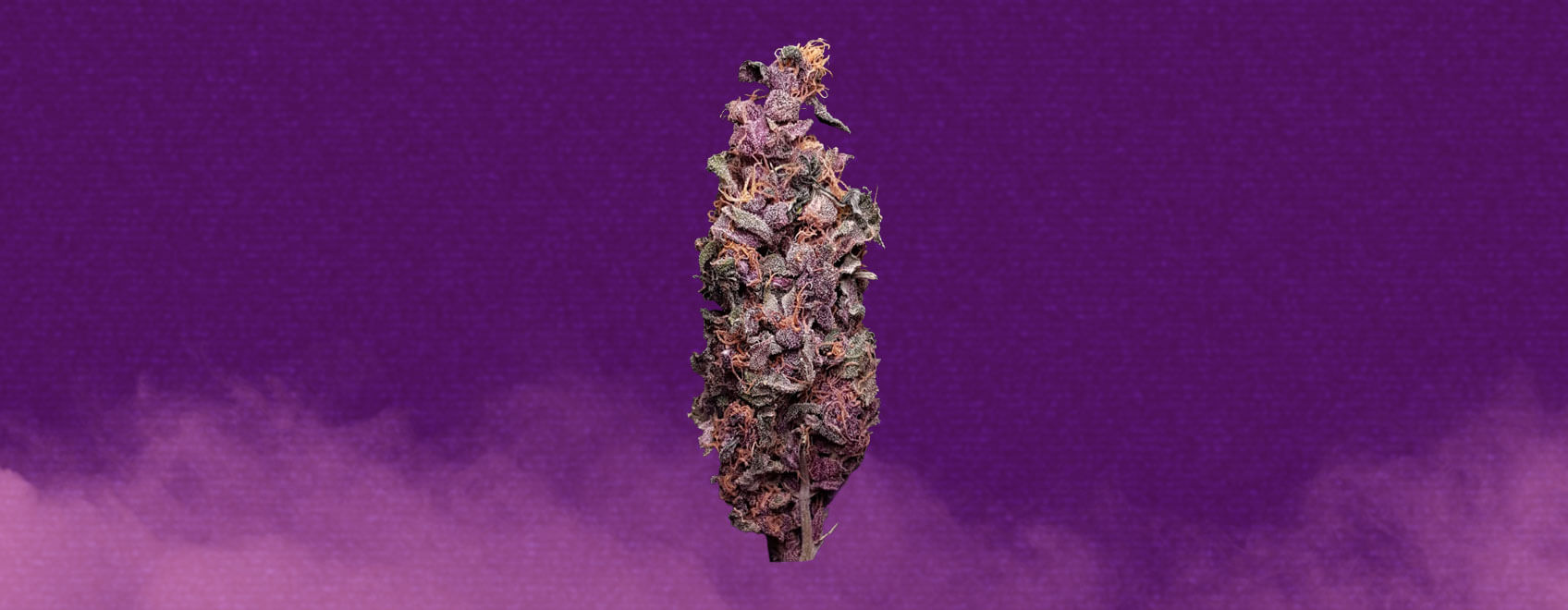 Purple Kush Cannabis Strain Purple Kush Cannabis Strain