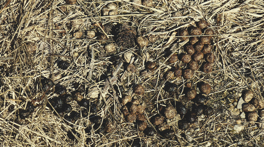 Rabbit Manure Rabbit Manure