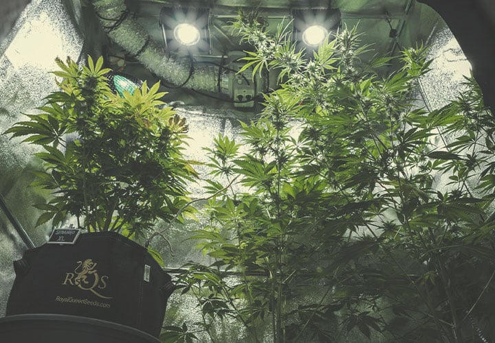 The Average Cost of Building an Indoor Grow Room The Average Cost of Building an Indoor Grow Room