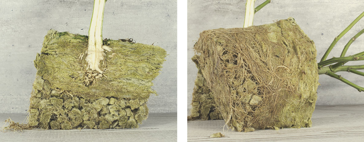 Can Rockwool Be Composted? Can Rockwool Be Composted?