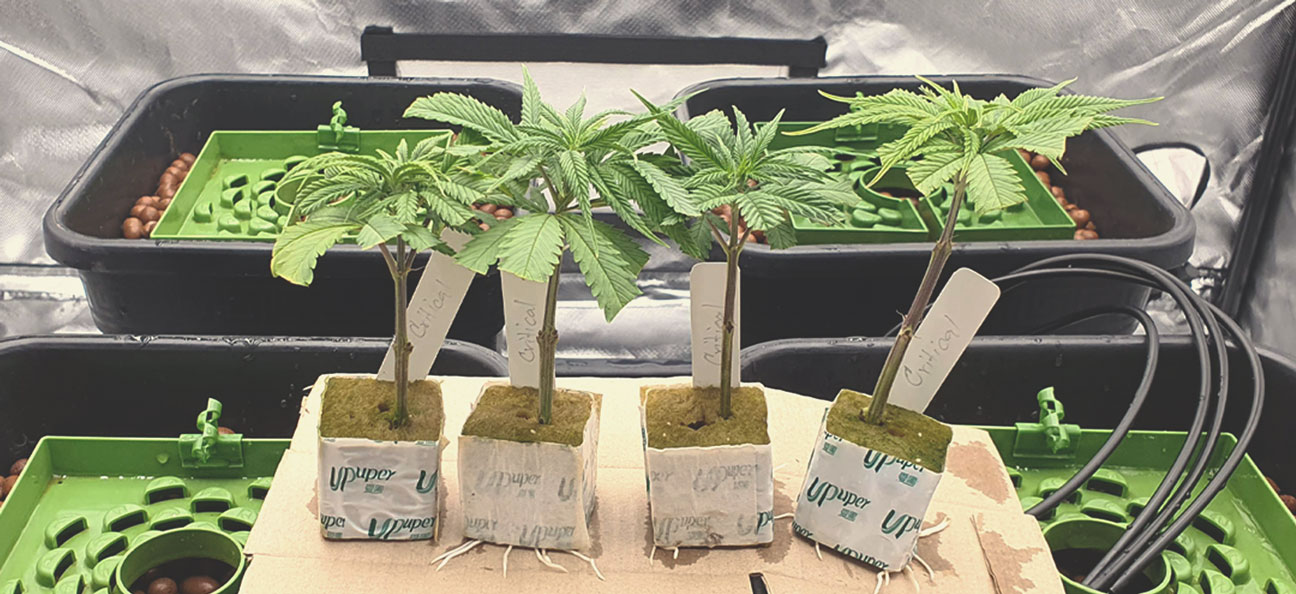 Cuttings (Hydroponics) Cuttings (Hydroponics)