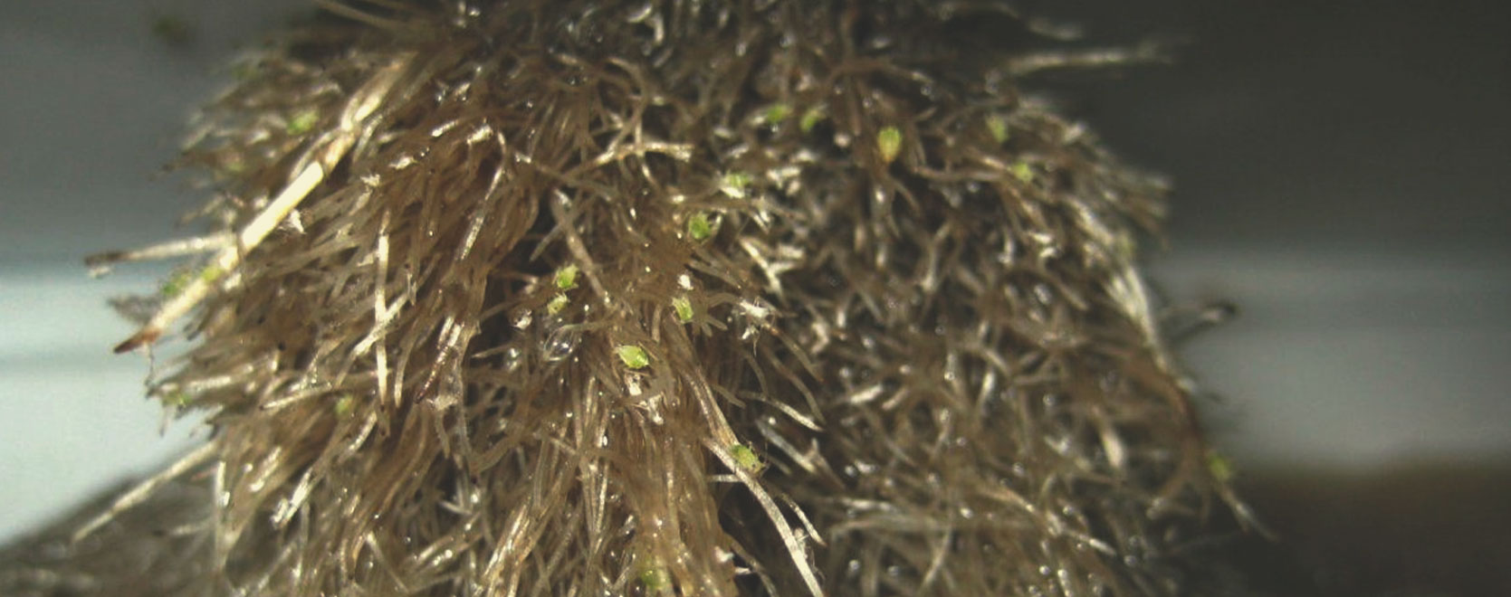 What Cannabis Leaves Can Tell You What Cannabis Leaves Can Tell You