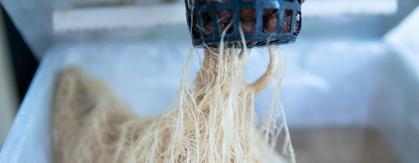 Cannabis Hydroponics Roots Cannabis Hydroponics Roots