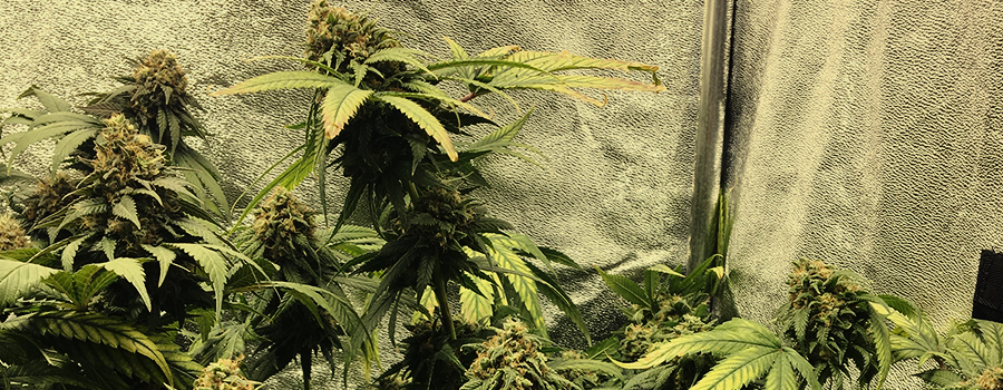 Royal Cookies Auto Royal Cookies Auto