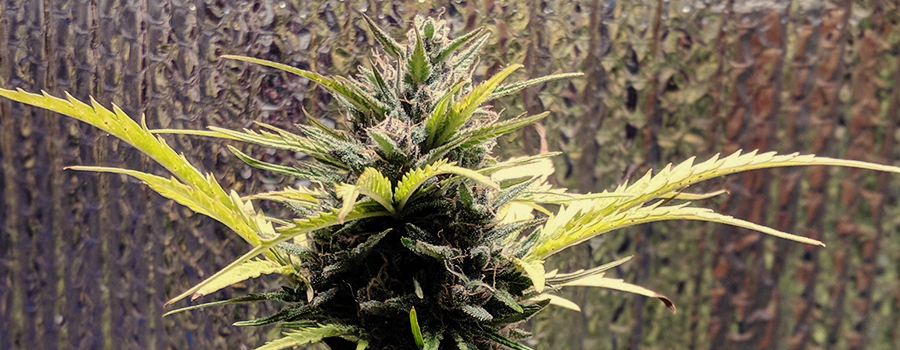 Royal Gorilla Auto Royal Gorilla Auto