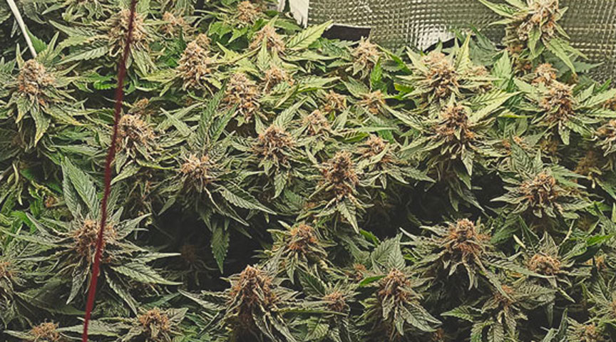 Top 10 Most Popular Feminized Cannabis Strains Top 10 Most Popular Feminized Cannabis Strains