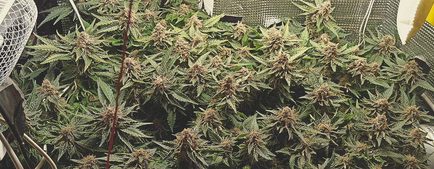 Top 10 Most Popular Feminized Cannabis Strains Top 10 Most Popular Feminized Cannabis Strains