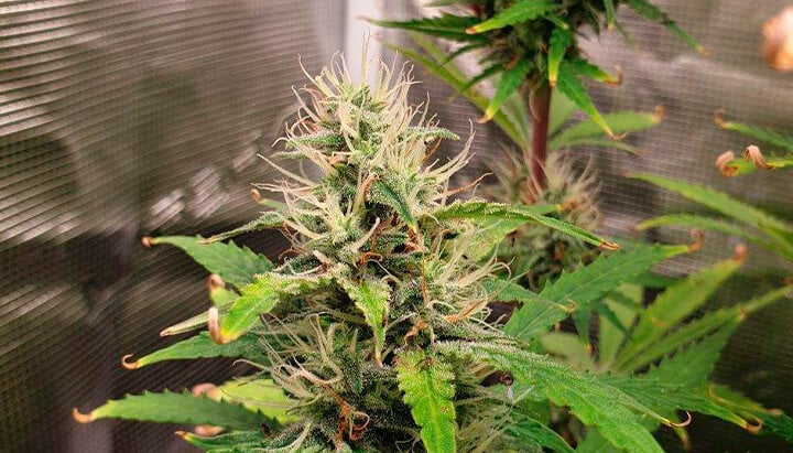 Royal Kush Auto