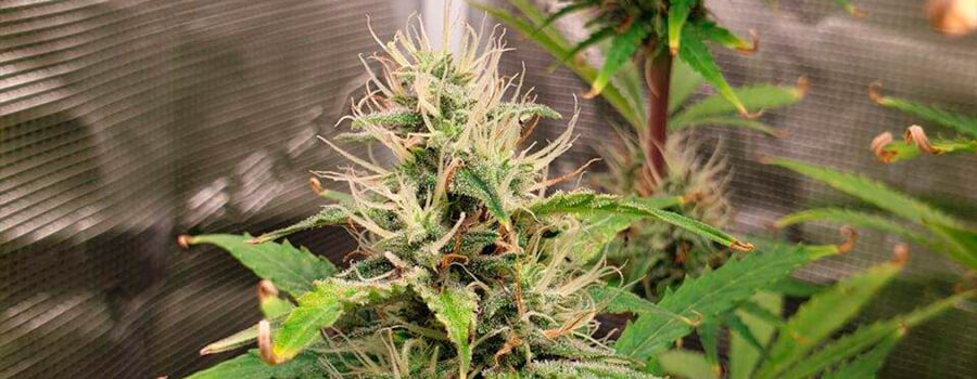 Royal Kush Auto