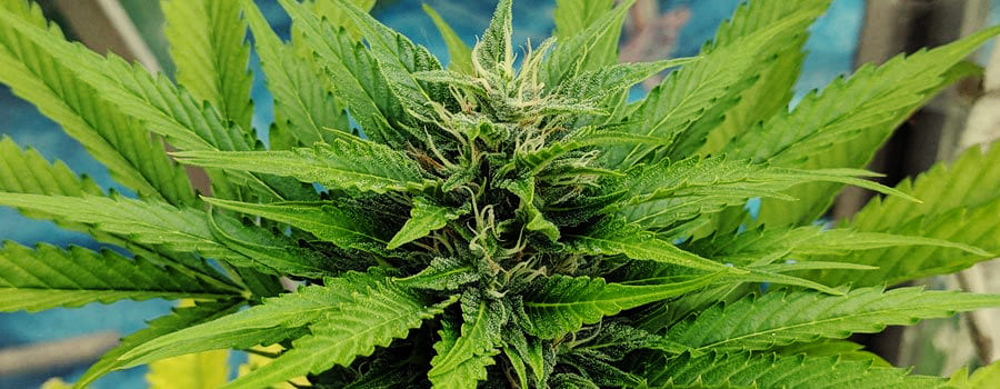Royal Moby feminitzada molt detallada foto de la planta de cannabis