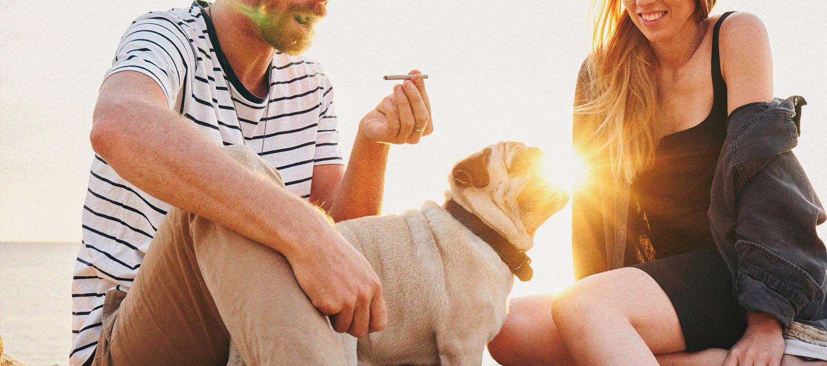 What to Do if Your Dog Gets High What to Do if Your Dog Gets High