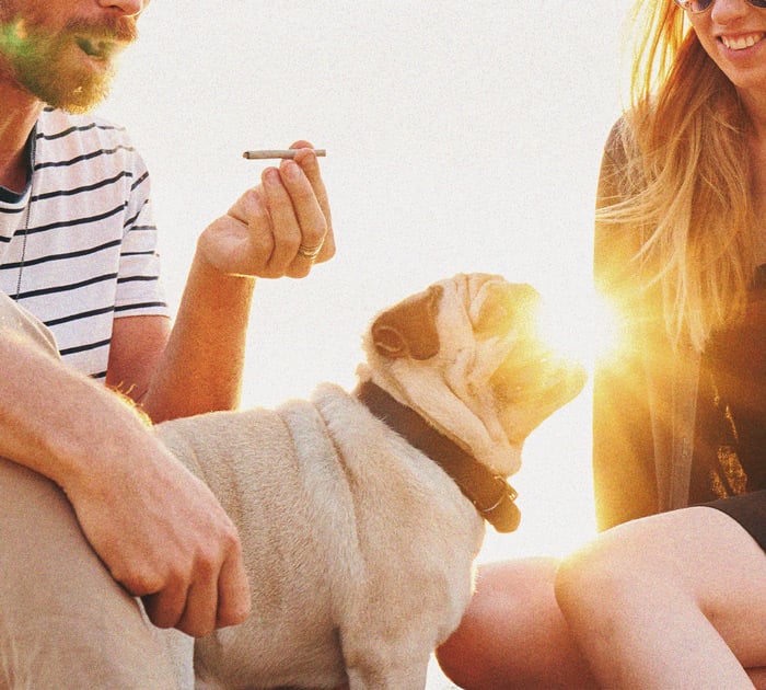 What to Do if Your Dog Gets High What to Do if Your Dog Gets High