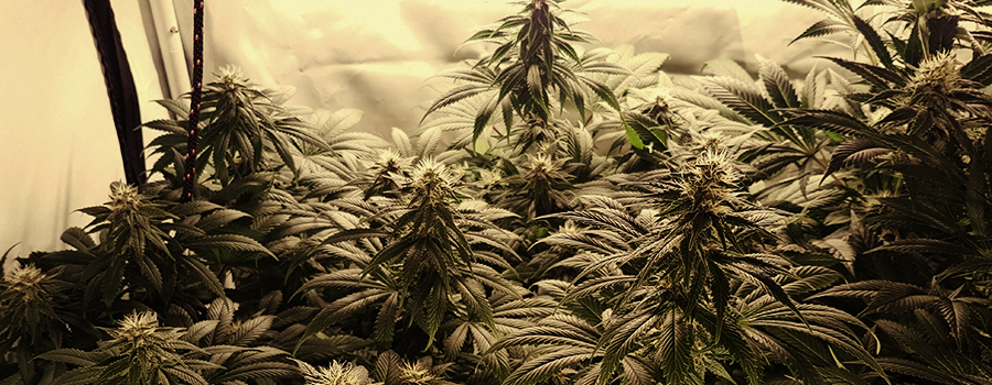 Shining Silver Haze Shining Silver Haze