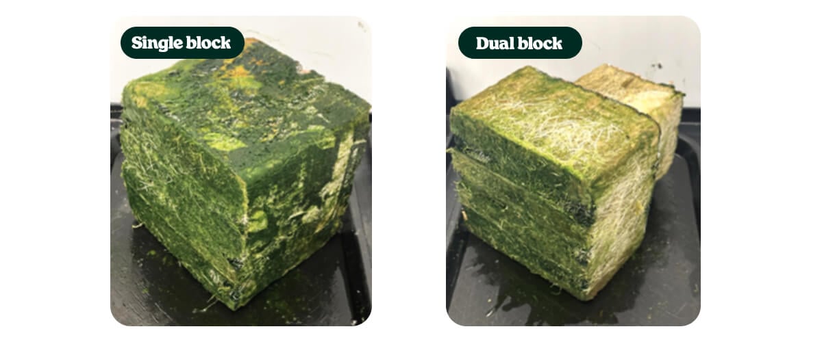 Rockwool substrate blocks used in cannabis cultivation trials, comparing single block and dual block root-zone configurations
