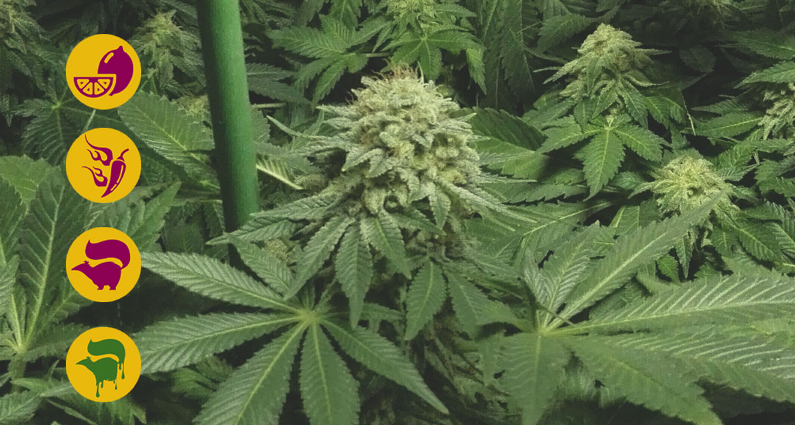 Best skunk cannabis strains Best skunk cannabis strains