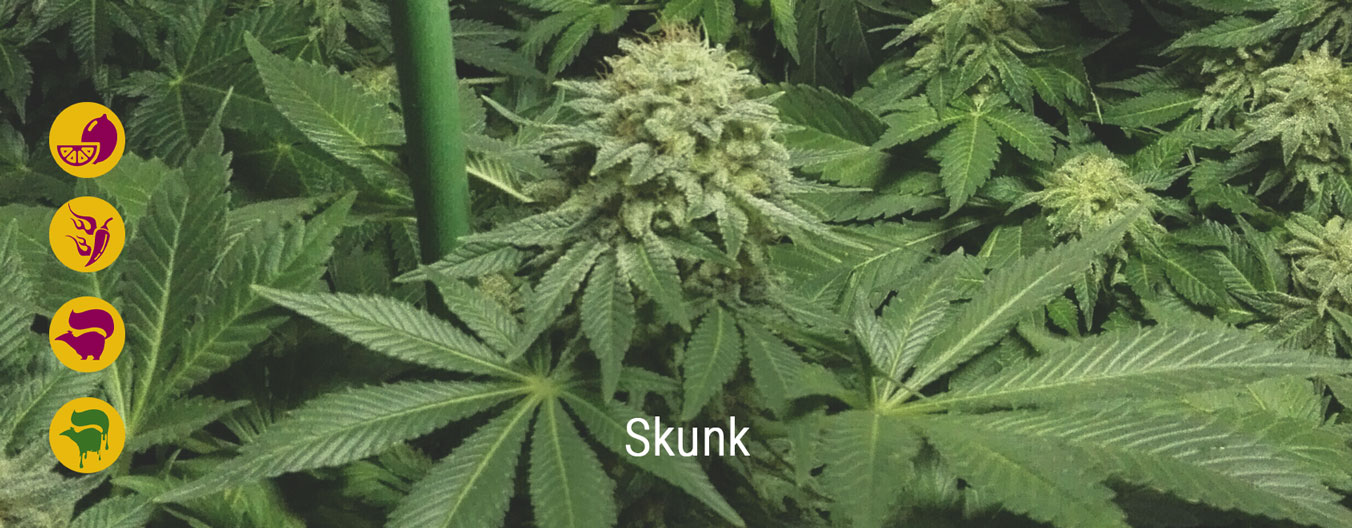 Best skunk cannabis strains Best skunk cannabis strains