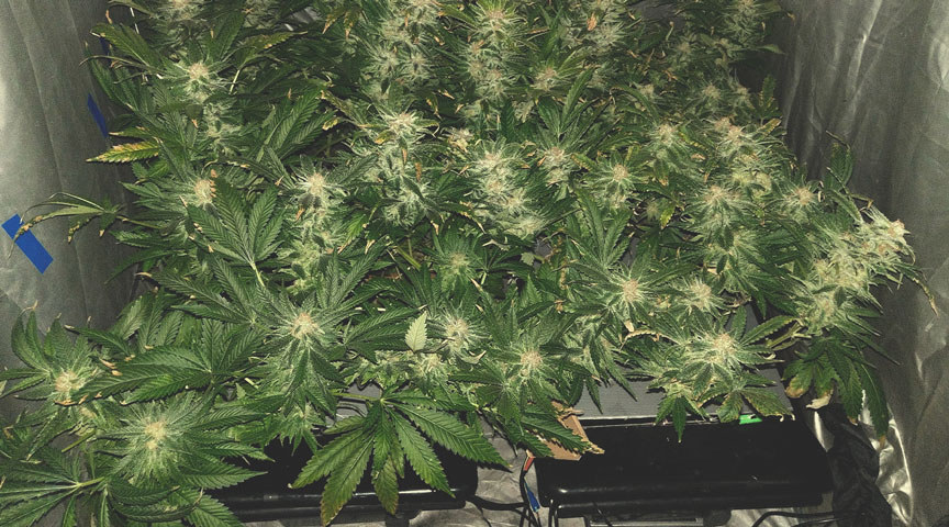 Skunk XL Skunk XL