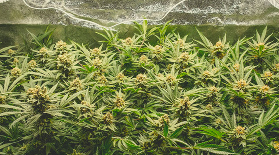 Top 10 Most Popular Feminized Cannabis Strains Top 10 Most Popular Feminized Cannabis Strains