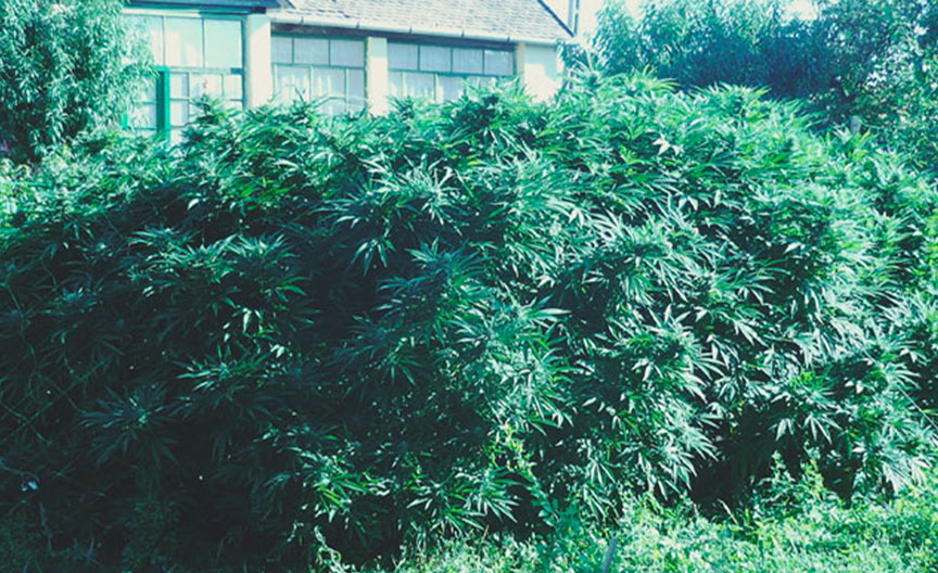 Top 10 High-Yielding Outdoor Cannabis Strains Top 10 High-Yielding Outdoor Cannabis Strains