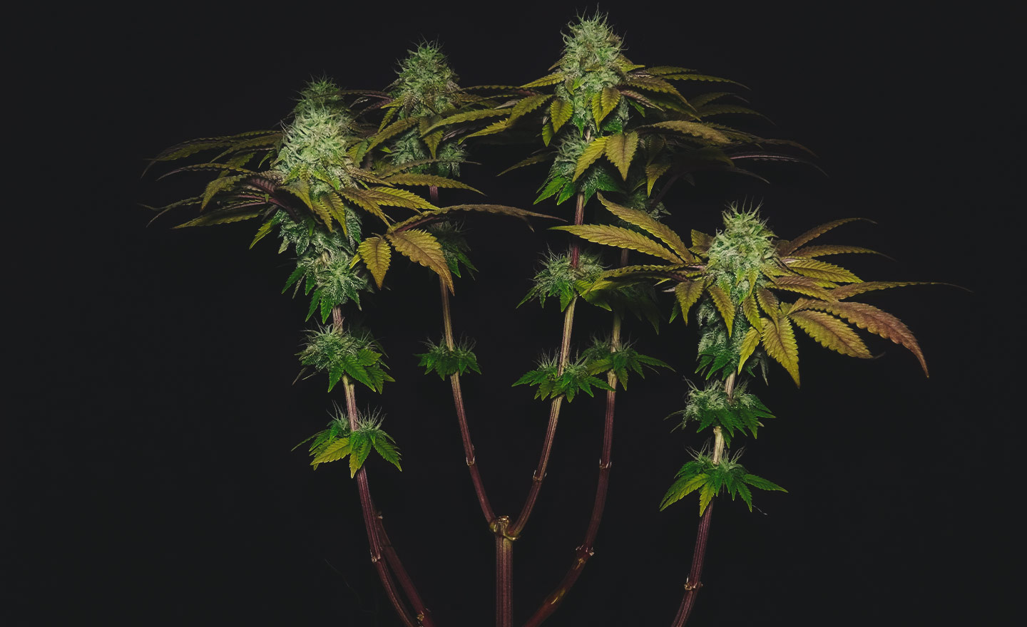 Skunk XL Skunk XL
