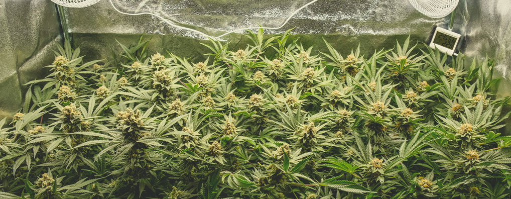Top 10 Most Popular Feminized Cannabis Strains Top 10 Most Popular Feminized Cannabis Strains