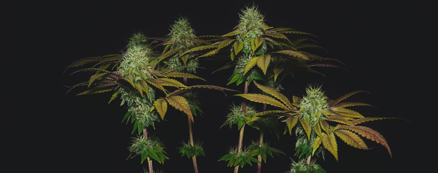 Skunk XL Skunk XL