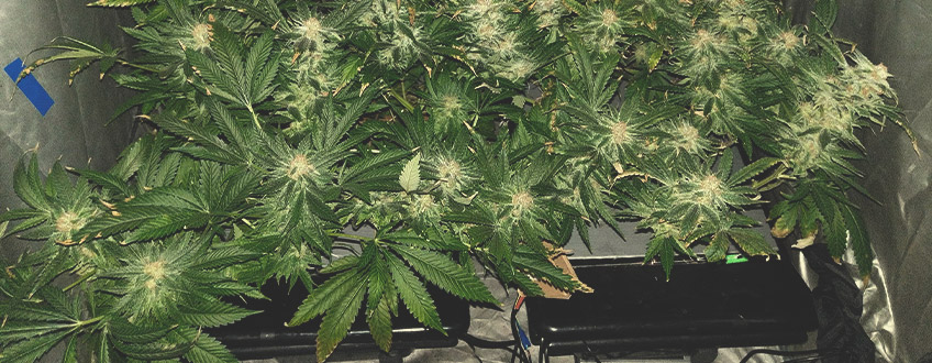 Skunk XL Skunk XL