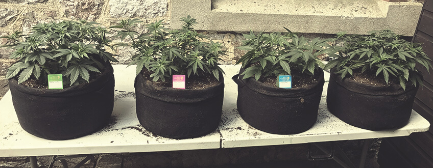Growing Weed Indoors 9 Types Of Containers For Growing Weed - RQS Blog
