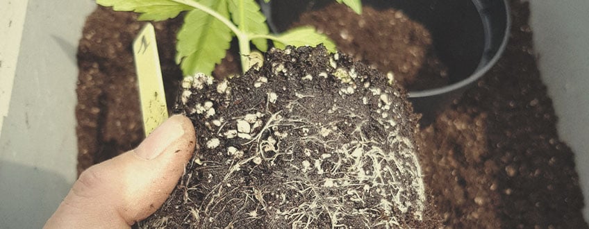 Quina terra has d'usar per a conrear marihuana a l'aire lliure?