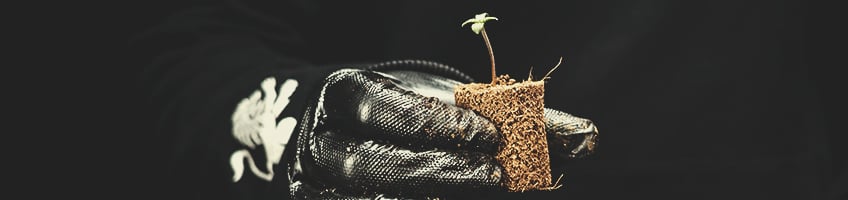 RQS Soil Plugs RQS Soil Plugs