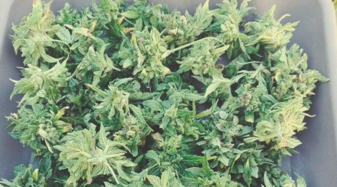 Solomatic CBD Solomatic CBD