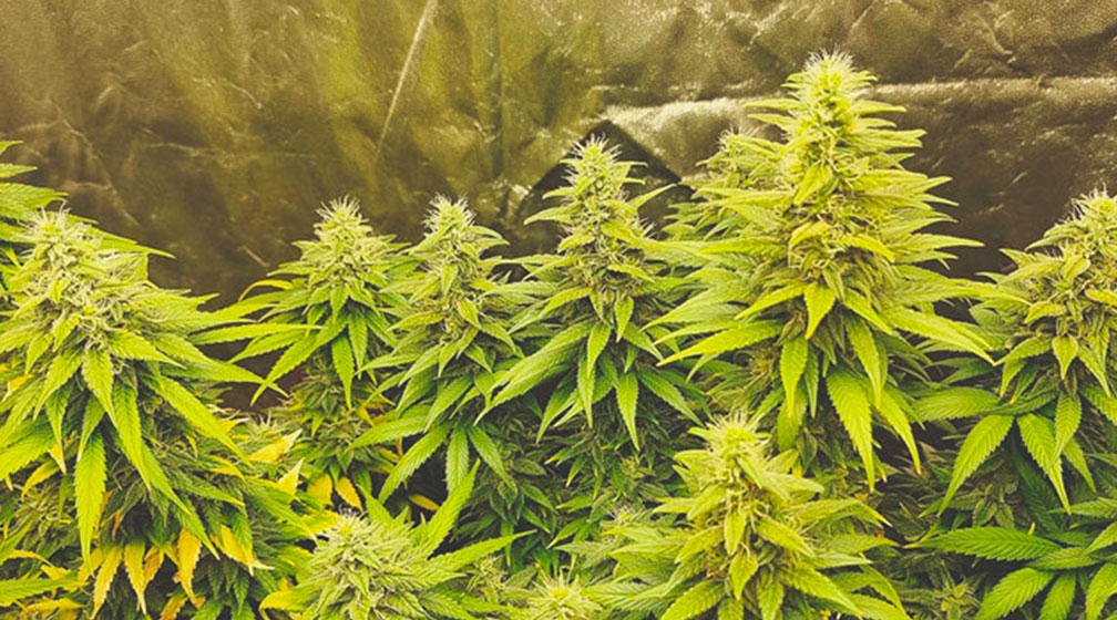 Top 10 Most Popular Feminized Cannabis Strains Top 10 Most Popular Feminized Cannabis Strains