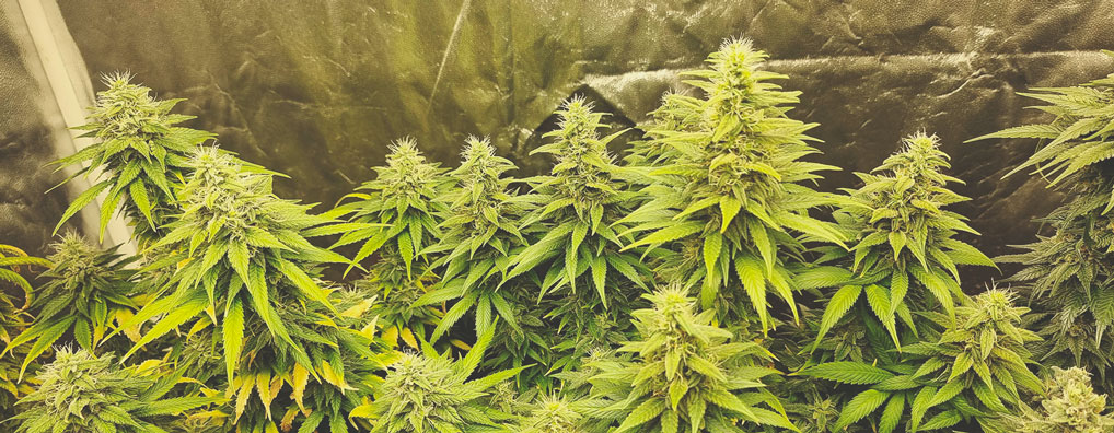 Top 10 Most Popular Feminized Cannabis Strains Top 10 Most Popular Feminized Cannabis Strains